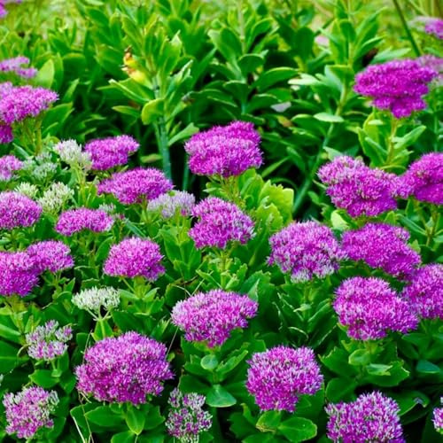 semillas de sedum, Mini reales, para en bancal elevado de sedum, Decoración de jardín para exteriores, balcón, otoño 90pcs