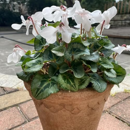 semi di ciclamino da balcone insoliti semi di selvatici da ombra decorazione floreale organica per balcone Decorazioni autunnali per un giardino 400semi