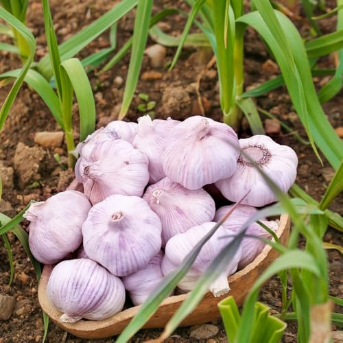 pflanzknoblauch Knoblauch - wintergemüse gemüsebeet balkonpflanzen hochbeett pflanztöpfe gartenpflanze pflanzenkübel hochbeete für garten büropflanzen topfpflanzen bonsai topf 5zwiebeln