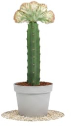 DECOALIVE - Planta Euphorbia Lactea Cristata Cactus Coral para Interior y Decoración Natural Maceta 12 cm Diámetro Altura 20 cm