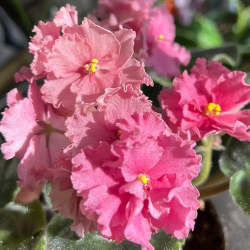 usambaraveilchen blumensaat pflanzensamen zimmerpflanzen blumendeko balkongewächshäuser dachbegrünung wildblumensamen herbstaussaat büropflanzen blumensamen bonsai topf 50samen