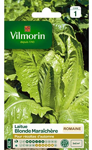 Laitue Romaine Blonde Maraîchère