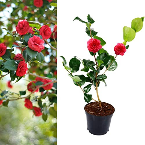 Camellia Blood of China Plant - Camellia Japonica 'Victor Emmanuel 20-35cm in Height - Evergreen Shrubs Ready to Plant (2)