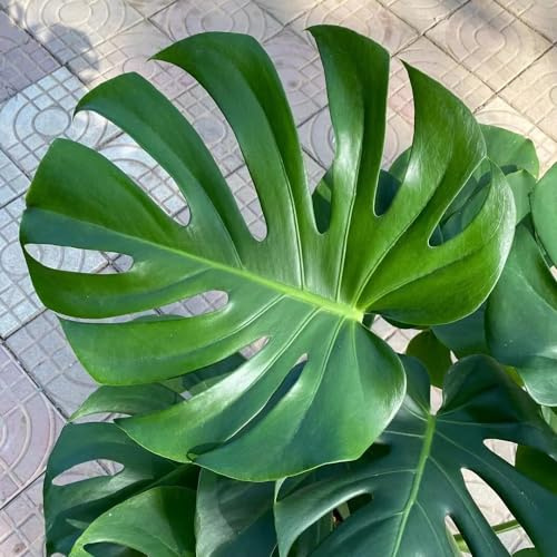 semillas de monstera - interior exóticas raras del jardín resistentes 100pcs