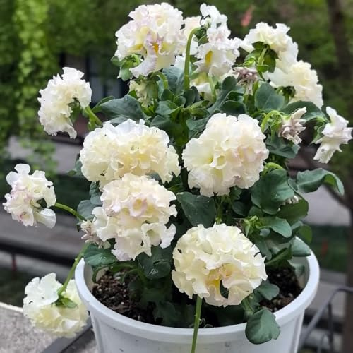 Semi di viola cornuta resistenti, Le sono perenni resistenti Viola cornuta, rare decorazione del giardino per esterno da giardino roccioso sono 100pcs
