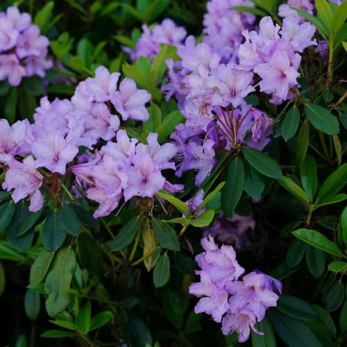 semi di rododendro - in vaso recisi balcone giardino 100pcs