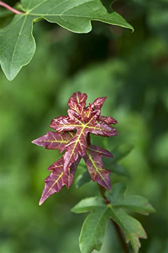 Acer campestre 80-100 cm – Winterhart & Mehrjährig & Pflegeleicht – Feldahorn – Heckenpflanze für Garten & Sichtschutz