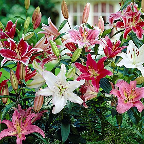 6 x Lily Oriental Mixed – Irresistible Exotic Beauty – Perennial – Summer Flowering Bulbs – for Your Beautiful Garden