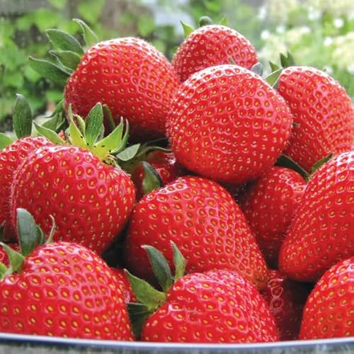 12 x Strawberry Sweetheart Bare Root Plants - Grow Your Own Strawberries - Bare Root Strawberry Runners - Fruit Plant (Plastic Free Packaging)