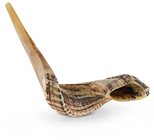 YOMTOV-SHALOM | Ram Shofar's zum Verkauf | Koscher aus Israel | Shofar Kings | Original Shofar Factory (13-15)