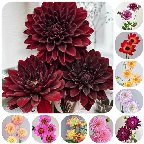 4bulbos de dalia de acónito de invierno, para el balcón tubérculos y de dalia de resistentes, jardín interior purificadoras
