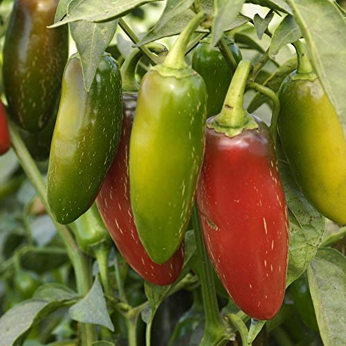 Jalapeno M Chili Samen für ca. 15 Pflanzen - bekannte und beliebte Sorte