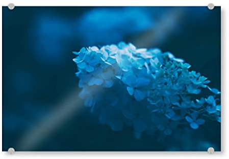 artboxONE Acrylglasbild 30x20 cm Natur Limelight Hortensie - Bild gartenhortensie blüten Botanical stimmungsvoll