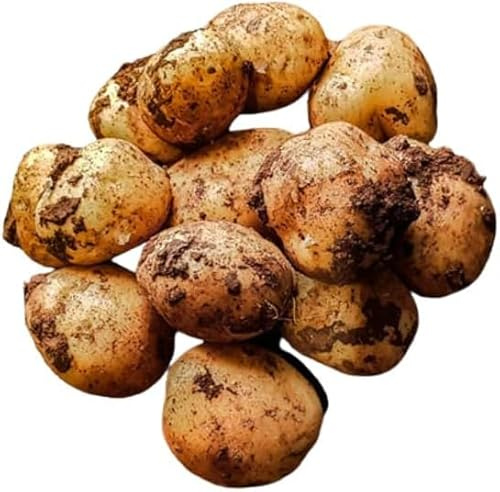Cyprus Potatoes || 2KG || £12.99 || (1.5 KG)
