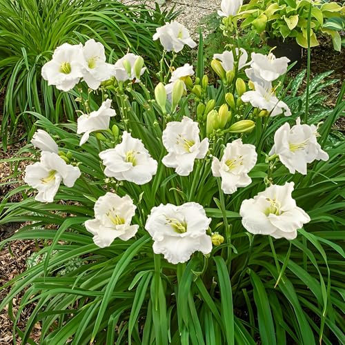 Daylily Bulbs，Bulbs for Planting Now UK Perennial，Flowering Bulbs Excellent Display Indoor Perennial Balcony Garden Bulbs Can Be Potted Aromatic-15 Bulbs-B