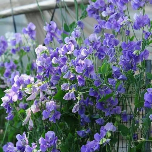 1000samen wicken - kübelpflanzen winterhart mehrjährig Edelwicken Edelwicke wildblumensamen zimmerpflanzen rankpflanzen balkon winterfest