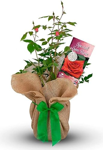 Carbeth Plants 'Special Son' Rose Gift Wrapped in 3L Pot