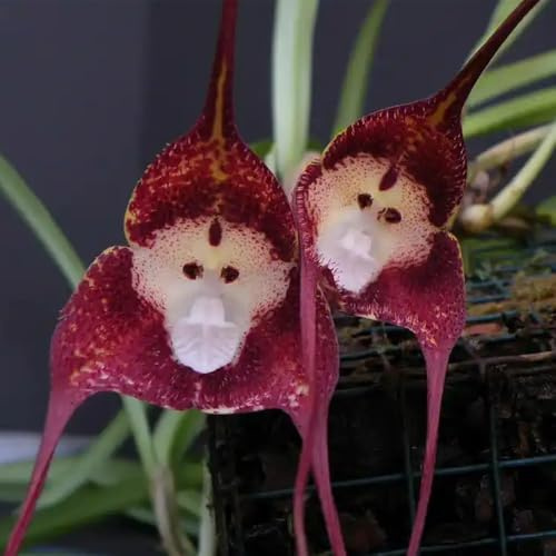 semi di faccia di scimmia, orchidea faccia di scimmia, semi di campo Orchidea Dracula Simia, Le perenni sono da 400pcs