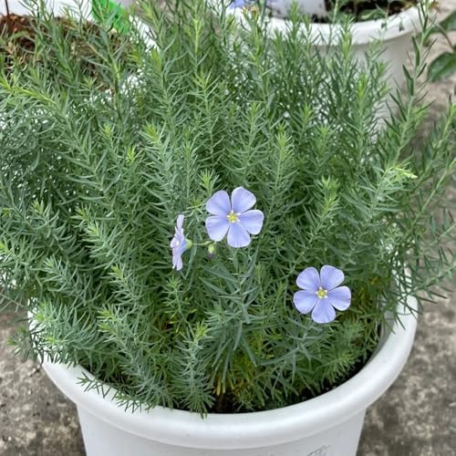blauer leinsamen - balkon alte sorten bio garten bodendecker winterhart mehrjährig seltene 400pcs