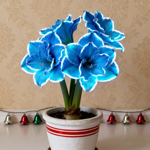 Beautiful MehrjäHrige, Amaryllis-Rhizom In GroßPackungen, Fachgerecht Gepflanzt, GartenverschöNerung, Pflegeleicht-2 Rhizom-I