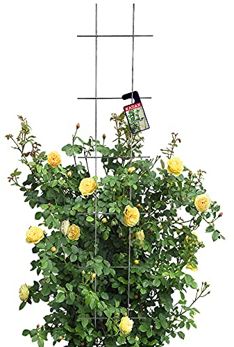 KADAX Treillis en Métal pour Jardin, Balcon, Terrasse - Tuteur pour Plantes Grimpantes en Acier - Aide à l'escalade, Treillis à Roses (30 x 150 cm)