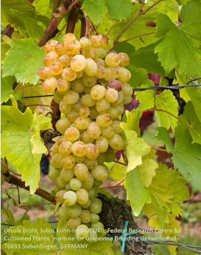 Sulima – kernlose Bio-Tafeltraube mit Muskatnote | robuste Rebe für Garten, Pergola & Saftgewinnung | EG-ÖKO zertifiziert | getopfte Rebe aus der Rebschule Vitiserve