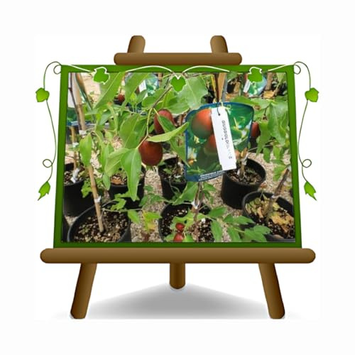 EURO PLANTS VIVAI Jujubier Pommier Lì (Jujube) plante fruitière ancienne en pot 24 cm Hauteur 130-160 cm - Âge 4 ans