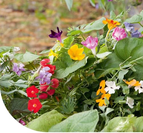 MRS Mélange de plantes grimpantes - 50 g pour 25 m² - Graines de fleurs - Plantes annuelles et vivaces - Croissance rapide