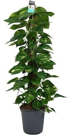 Efeutute Scindapsus Epipremnum – Ø24cm – 120cm – Pflegeleichte Rankpflanze & luftreinigende Zimmerpflanze – Große Grünpflanze für Wohnzimmer, Büro & Wintergarten