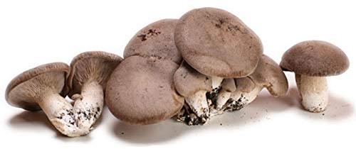 La zappa Balletta per la Produzione Professionale di Funghi Cardoncelli Pleurotus Eryngii Ideale per la Coltivazione del Fungo Cardoncello Pugliese Substrato e Ceppo (1)