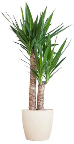 Yucca Elephantipes – Riesen-Palmlilie – Zimmerpflanze – ca. 90cm hoch – Ø21cm – In Übertopf Viber Weiß – Pflegeleicht & nachhaltig
