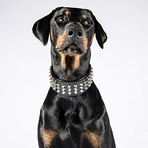 Bestia™ Stud Echtleder Hundehalsband mit Stumpfnieten für große Hunde. Weich gepolstert. 6,3 cm breit. Einzigartiges Design und Qualität. Cane Corso, Rottweiler, Dogo. Handgefertigt in der EU!