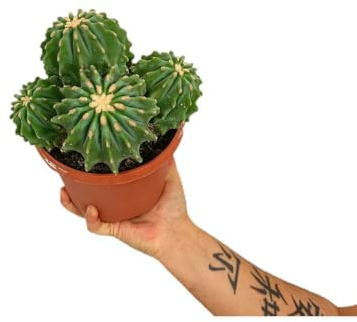 Cactus y suculentas (Ferocactus Glaucescens Inermis)