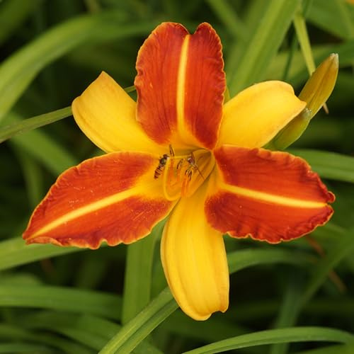 Blumixx Stauden Hemerocallis Hybride 'Frans Hals' – Taglilie, orangegelb blühend, winterharte Staude, pflegeleicht, für Beet