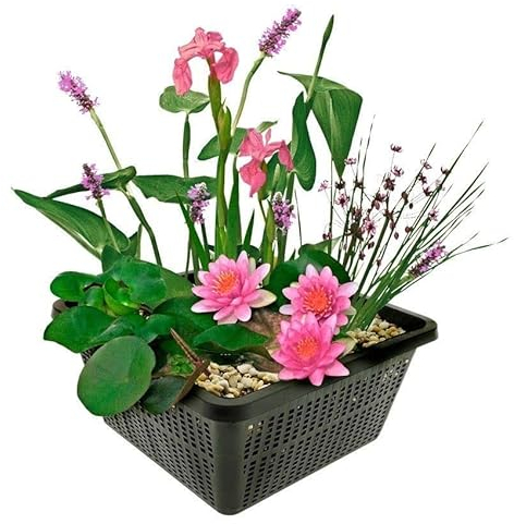 vdvelde.com - Mini Teichpflanzen Set Winterhart - Rosa - 1 Rosa Seerose und 3 Blühende Wasserpflanzen - inklusive Teichkorb, Lehm, Abdeckkies und Teichpflanzen Dünger - Van der Velde Wasserpflanzen