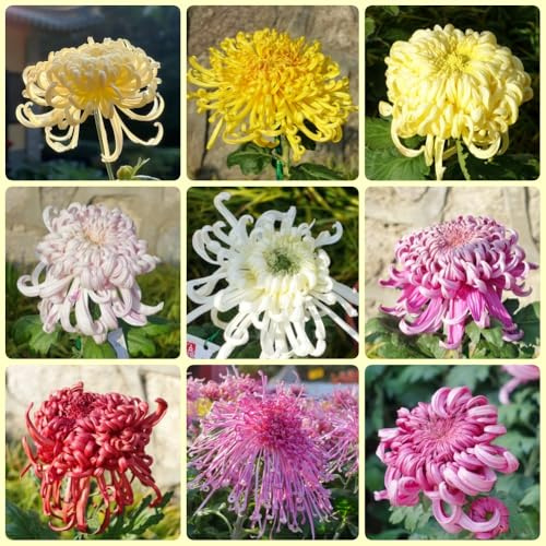 Semi di crisantemo, decorazione del soggiorno semi di giardino 250pcs