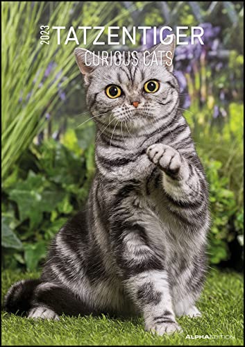 Tatzentiger 2023 - Bildkalender A3 (29,7x42 cm) - Curious Cats - mit Feiertagen (DE/AT/CH) und Platz für Notizen - Wandplaner - Katzenkalender