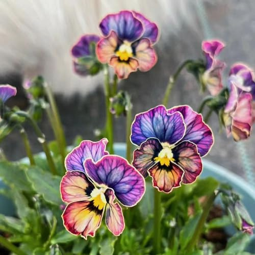 semi di viola del pensiero resistenti - giardino all'esterno decorazione 200pcs