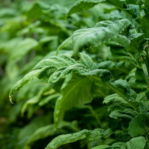 semi di tabacco Aiuole rialzate per il giardino decorazioni esterni roccioso Vecchie varietà resistenti 400pcs