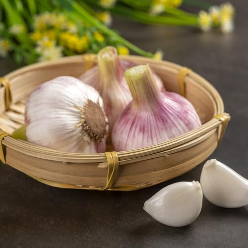 comprar semillas de ajo cocina jardín resistentes perennes silvestres, 250pcs