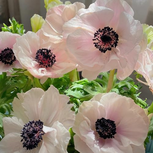 semi di anemone, biologici, resistenti per il giardino to perenne, decorazione autunnale per balcone, balcone rare, decorazione 15pcs