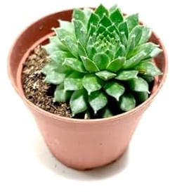 Sempervivum Tectorum Mini Planta Suculenta Exterior e Interior