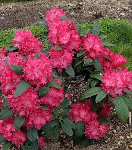 Holden Red Rhododendron - Live Plant - (2.5 QT)
