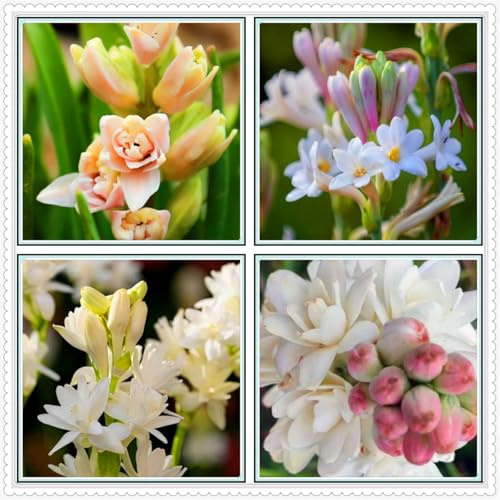 Bulbo di tuberosa a doppio petalo dal profumo intenso, da giardino, da balcone, da interno, resistente al freddo e al caldo-8bulbi-G