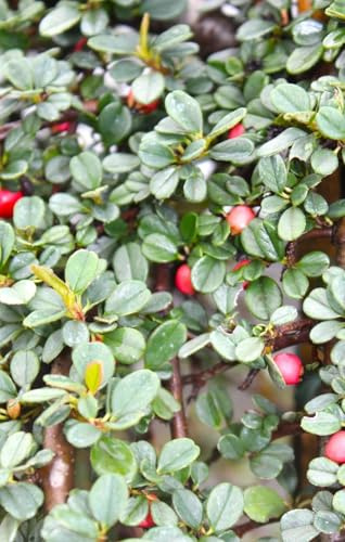 50 Stck. Bodendecker Zwergmispel Coral Beauty Cotoneaster dammeri 20-30 cm Mispel
