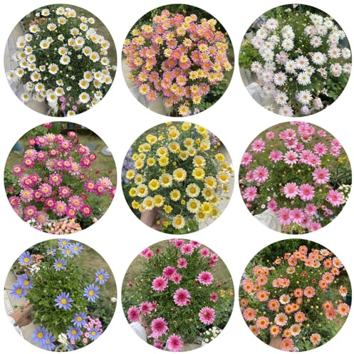 semillas de margarita - primavera jardín variedades antiguas, raras silvestres, resistentes para parterres 1200pcs