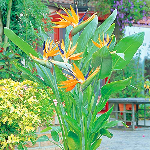 STRELITZIA REGINAE PLANTE TROPICALE OISEAU DE PARADIS FEUILLAGE PERSISTANT 11 CM CULTIVEZ LE VÔTRE