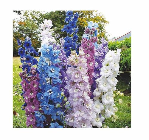 Stk - 130x Rittersporn Round Table Series mix Delphinium Garten Pflanzen - Samen K341 - Seeds & Plants Shop by Ipsa