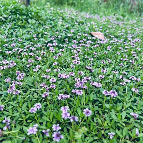 Phyla nodiflora - verbena tappeto semi di prato selvatico decorazioni giardino per esterni decorazione sala soggiorno interni 150pcs