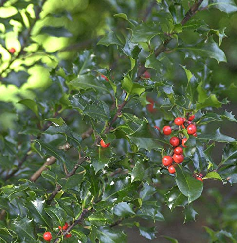 Stechpalme Ilex Blue Angel® 20-30cm - Ilex meserveae Blue Angel - lebende Gartenpflanze aus den Baumschulen
